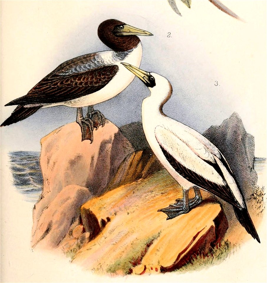 Sula dactylatra melanops 1859