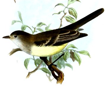Sublegatus arenarum Wolf