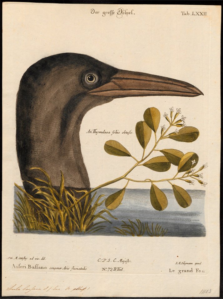 Sula bassana - kop - 1700-1880 - Print - Iconographia Zoologica - Special Collections University of Amsterdam - UBA01 IZ18000047