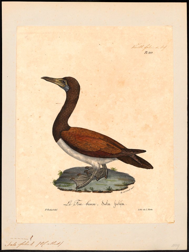 Sula fiber - 1825-1834 - Print - Iconographia Zoologica - Special Collections University of Amsterdam - UBA01 IZ18000061