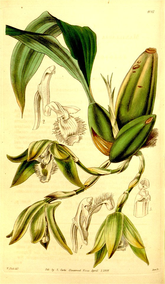 Sudamerlycaste ciliata (Ida ciliata) (as Maxillaria ciliata) - Curtis' 70 (N.S. 17) pl. 4081 (1844)