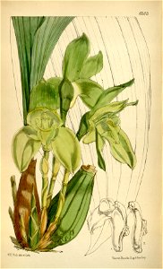 Sudamerlycaste (or Ida) linguella (as Lycaste linguella) - Curtis' 103 (Ser. 3 no. 33) pl. 6303 (1877)