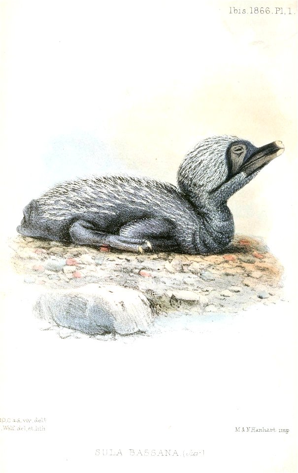 SulaBassanaWolf