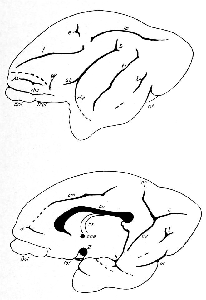 Sulci of the lemur brain (K. Brodmann, 1909, p. 167, Fig. 100-101)