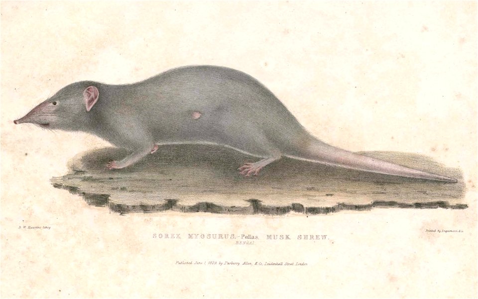 Suncus murinus Hardwicke