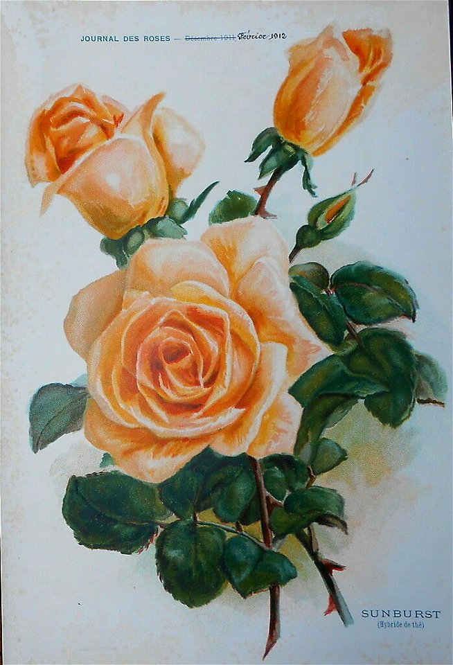 Sunburst 1912