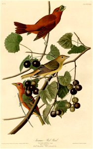 Summer Red Bird (Audubon)