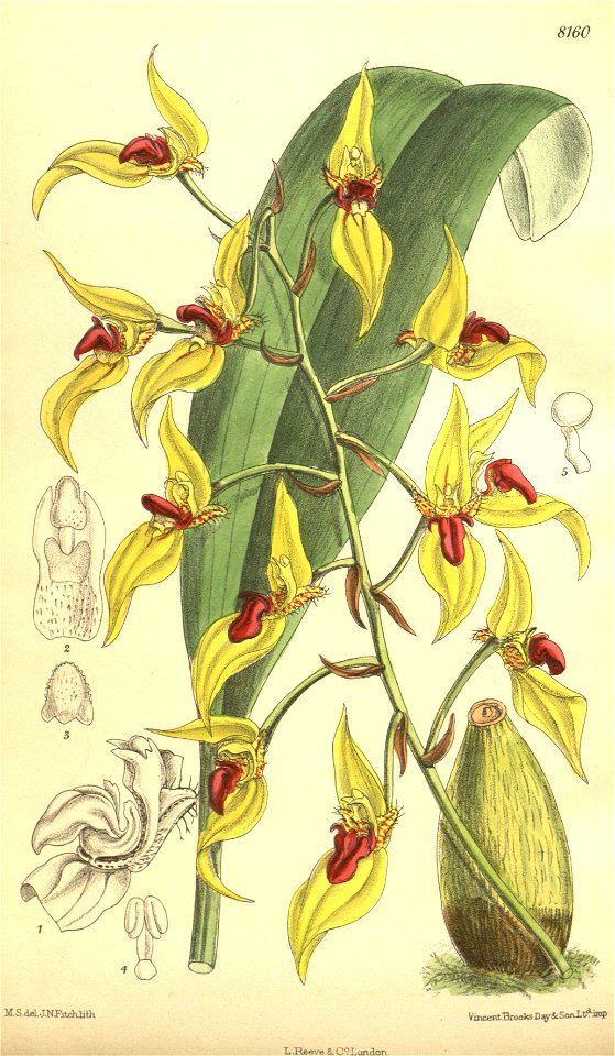 Sunipia dichroma (as Bulbophyllum dichromum) - Curtis' 133 (Ser. 4 no. 3) pl. 8160 (1907)