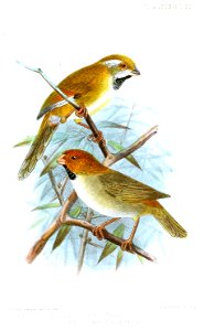SuthoraKeulemans