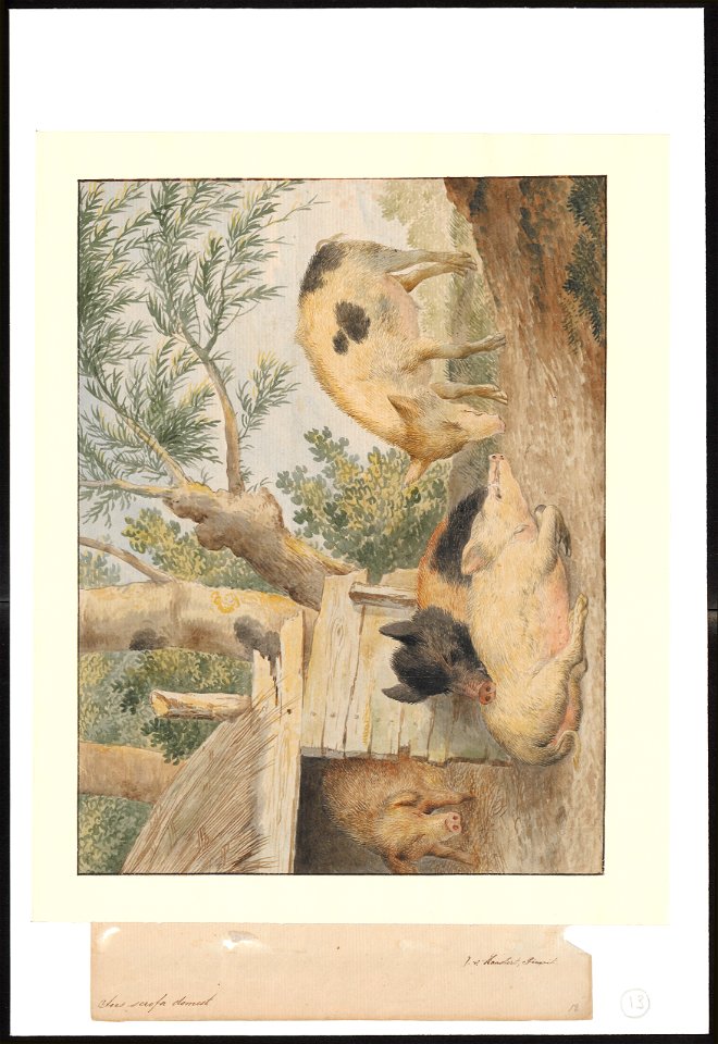 Sus scrofa domestica - 1753-1834 - Print - Iconographia Zoologica - Special Collections University of Amsterdam - UBA01 IZA1000222