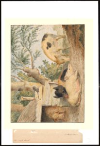 Sus scrofa domestica - 1753-1834 - Print - Iconographia Zoologica - Special Collections University of Amsterdam - UBA01 IZA1000222