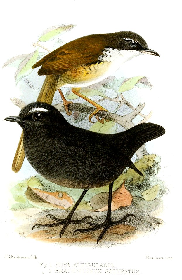 SuyaBrachypteryxKeulemans