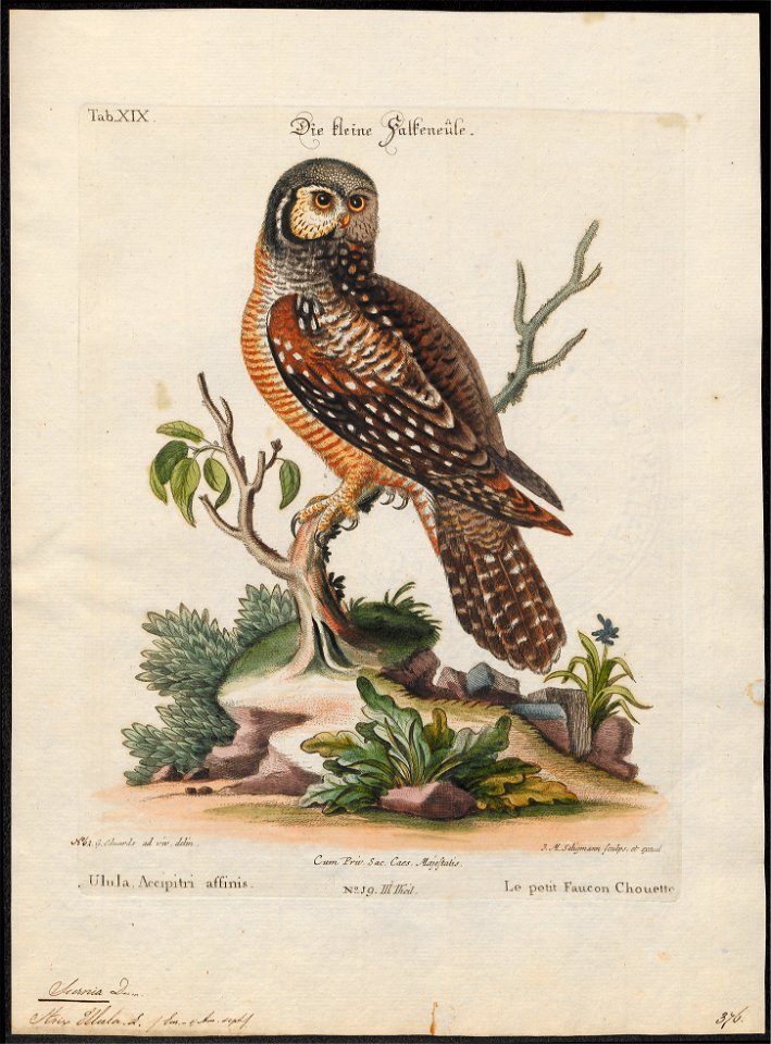 Surnia ulula - 1700-1880 - Print - Iconographia Zoologica - Special Collections University of Amsterdam - UBA01 IZ18400005