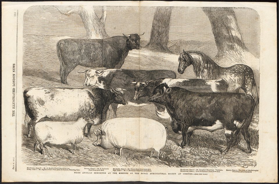 Sus scrofa domestica - 1858 - Print - Iconographia Zoologica - Special Collections University of Amsterdam - UBA01 IZ21200124