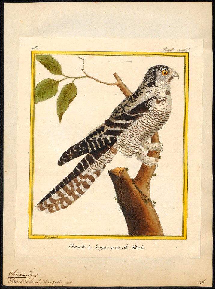 Surnia ulula - 1700-1880 - Print - Iconographia Zoologica - Special Collections University of Amsterdam - UBA01 IZ18400007