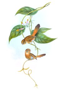 SuthoraFulvifronsGould