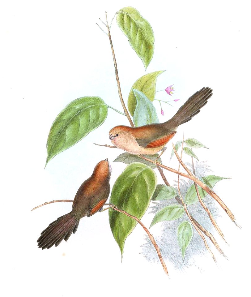 SuthoraWebbianaGould