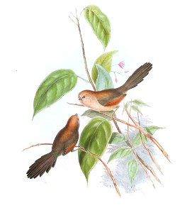 SuthoraWebbianaGould
