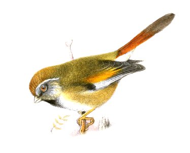 SuthoraMorrisonianaGronvold