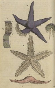 Svensk zoologi vol I 1806 069