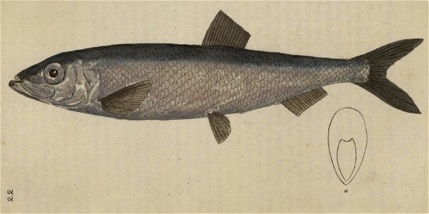 Svensk zoologi vol I 1806 215