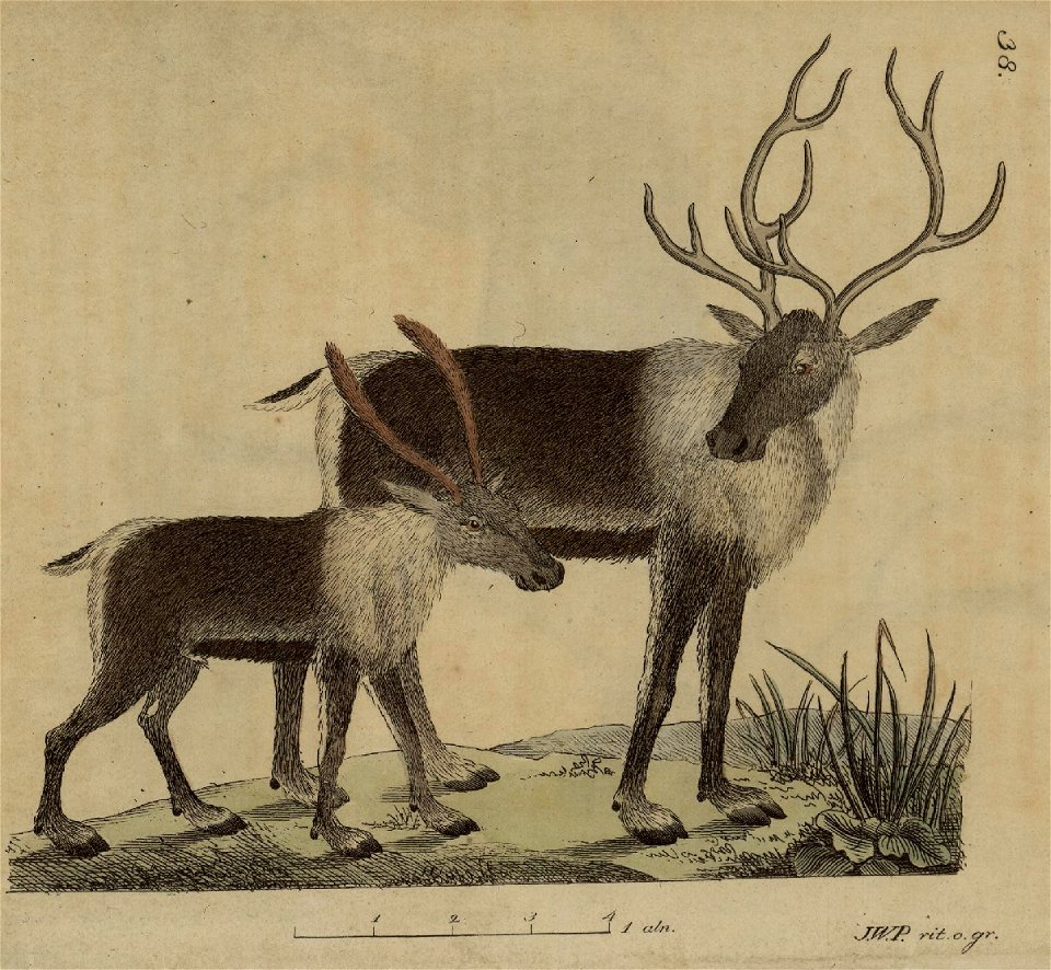 Svensk zoologi vol II 1806 007