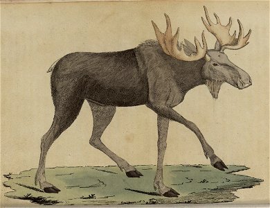 Svensk zoologi vol I 1806 019