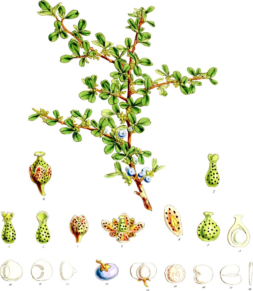 Suttonia divaricata-Botany of Antarctica-PL034-0073