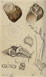 Svensk zoologi vol I 1806 175