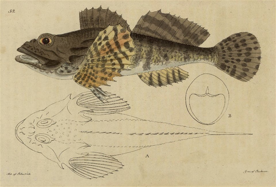 Svensk zoologi vol II 1806 189