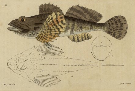 Svensk zoologi vol II 1806 189