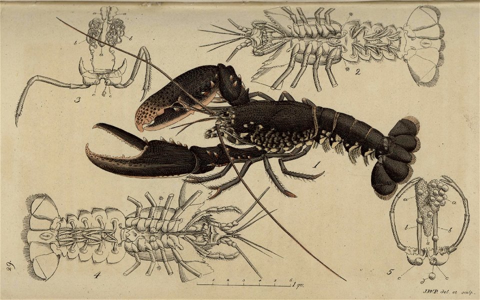 Svensk zoologi vol I 1806 285