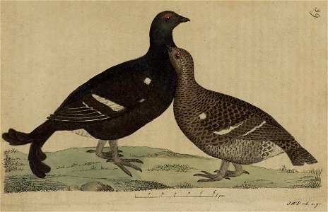 Svensk zoologi vol II 1806 021