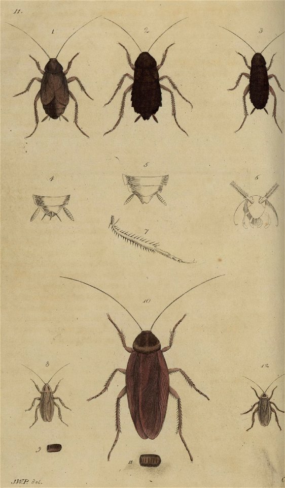 Svensk zoologi vol I 1806 109