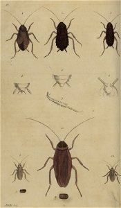 Svensk zoologi vol I 1806 109