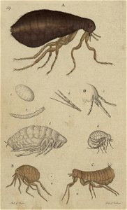 Svensk zoologi vol II 1806 195
