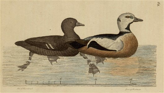 Svensk zoologi vol II 1806 231