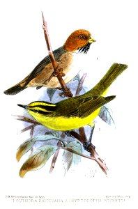 SuthoraCryptolophaKeulemans