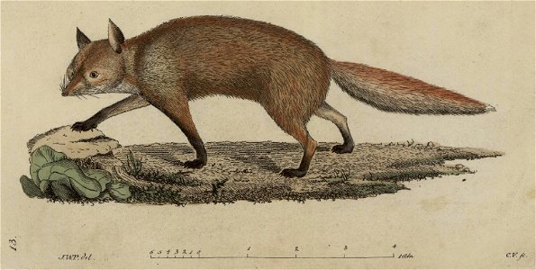 Svensk zoologi vol I 1806 131