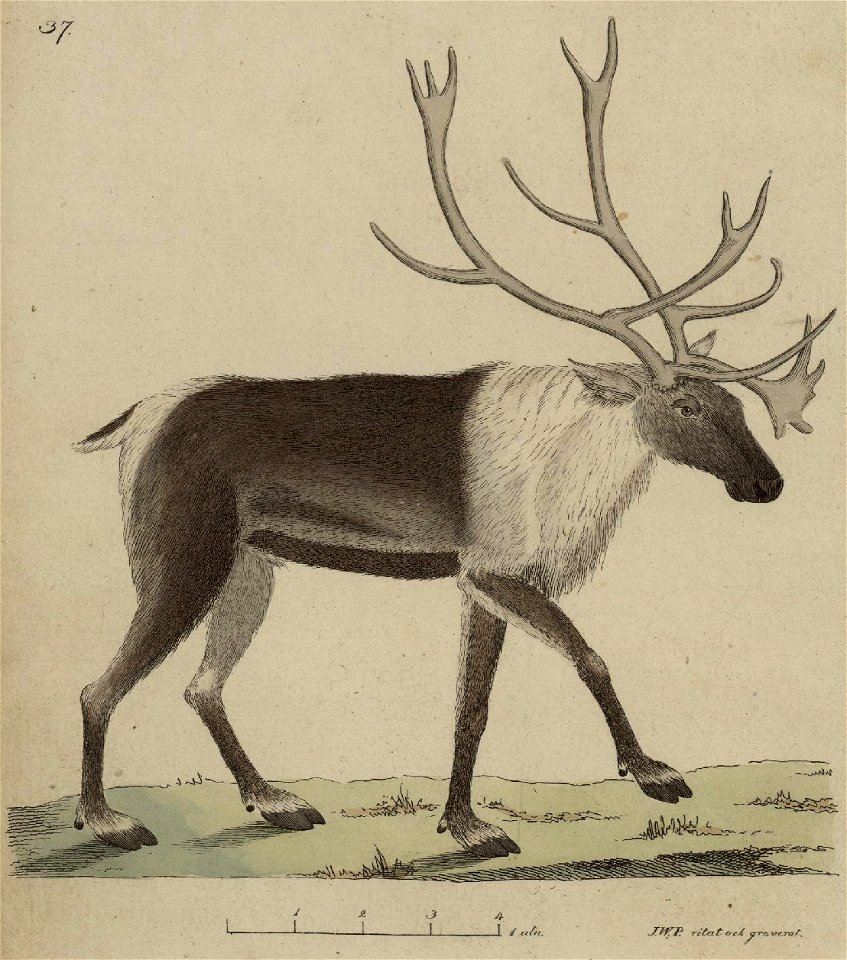 Svensk zoologi vol II 1806 005