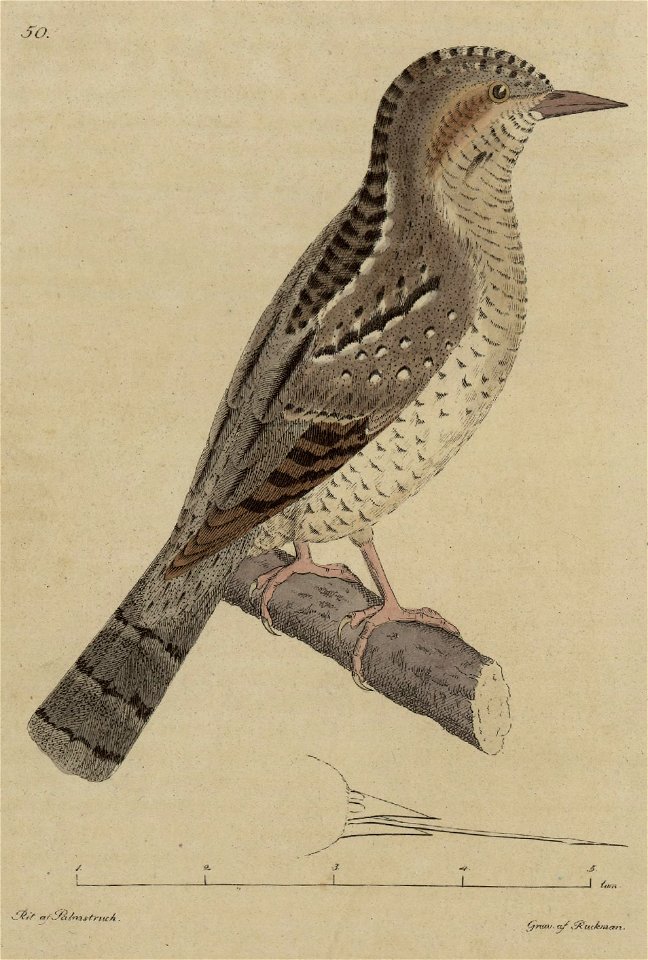 Svensk zoologi vol II 1806 125