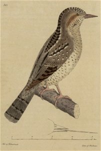 Svensk zoologi vol II 1806 125