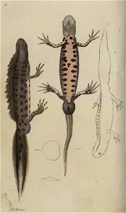 Svensk zoologi vol I 1806 093