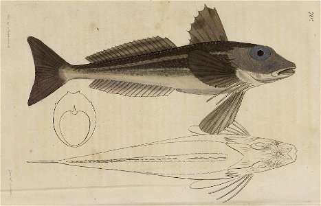 Svensk zoologi vol II 1806 299
