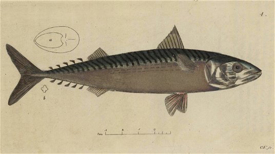Svensk zoologi vol I 1806 047