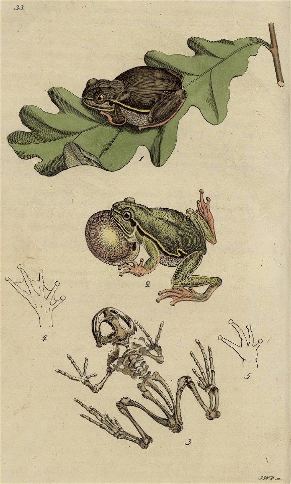 Svensk zoologi vol I 1806 327