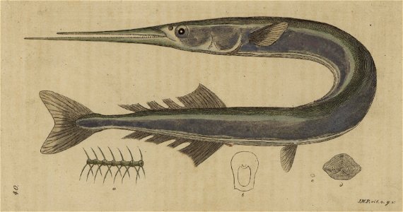 Svensk zoologi vol II 1806 033