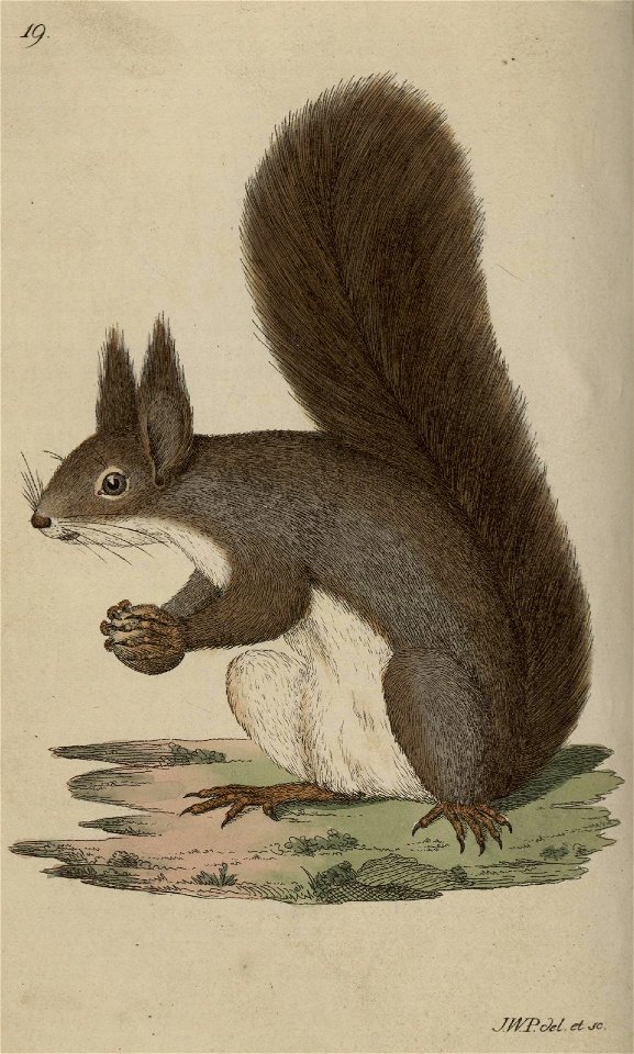 Svensk zoologi vol I 1806 185