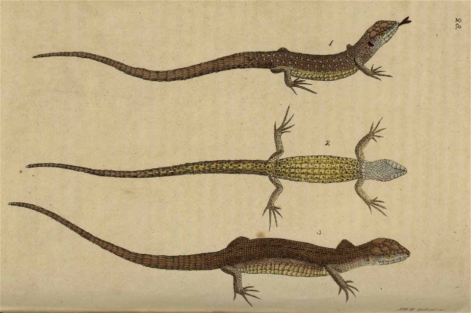 Svensk zoologi vol I 1806 277