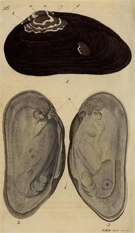 Svensk zoologi vol I 1806 357